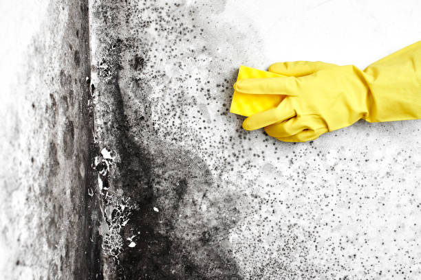Professional Mold Remediation in Clatskanie, OR