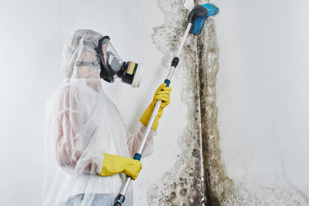 Best White Mold Remediation in Clatskanie, OR